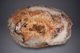 Wide Brilliant Red Petrified Wood Table #297299-3